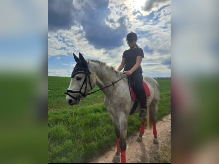 Niemiecki koń sportowy Ogier 3 lat 170 cm Siwa in Flöha