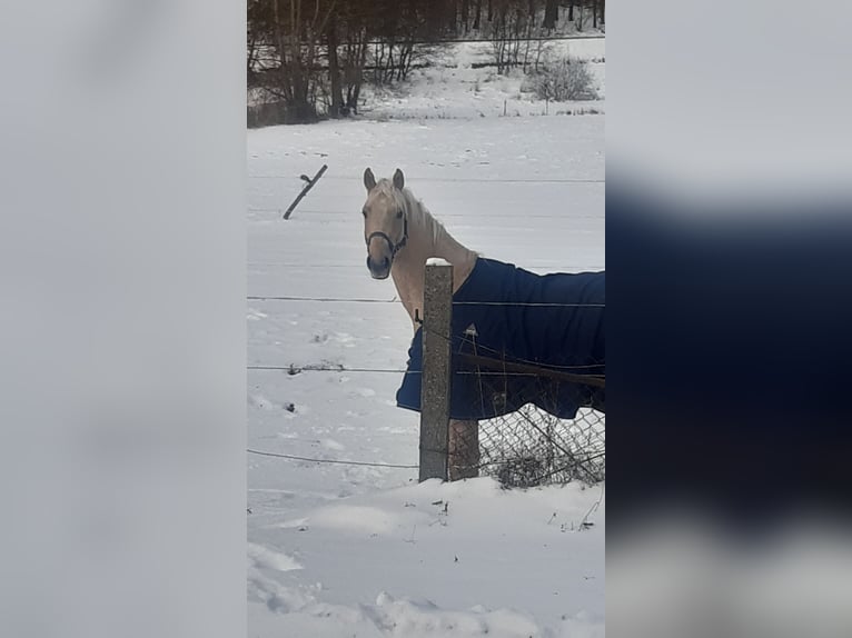 Niemiecki koń sportowy Ogier 3 lat 172 cm Izabelowata in Schollene
