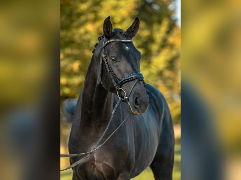 Niemiecki koń sportowy Ogier 3 lat 172 cm Kara in Gomadingen
