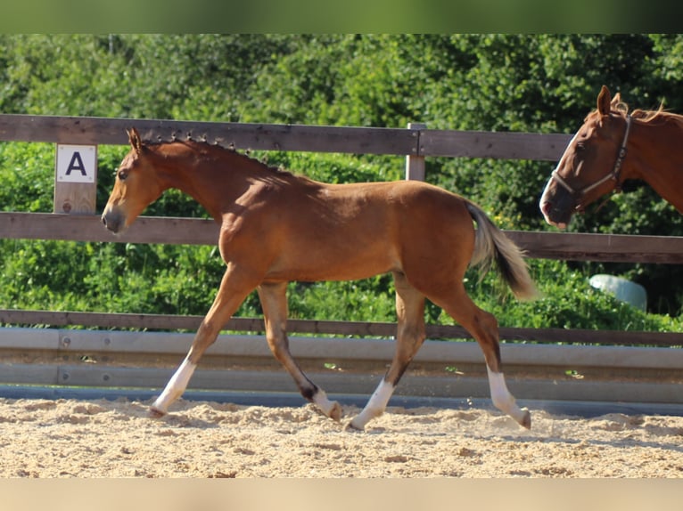 Niemiecki koń sportowy Ogier 3 lat 173 cm Gniada in Michelstadt