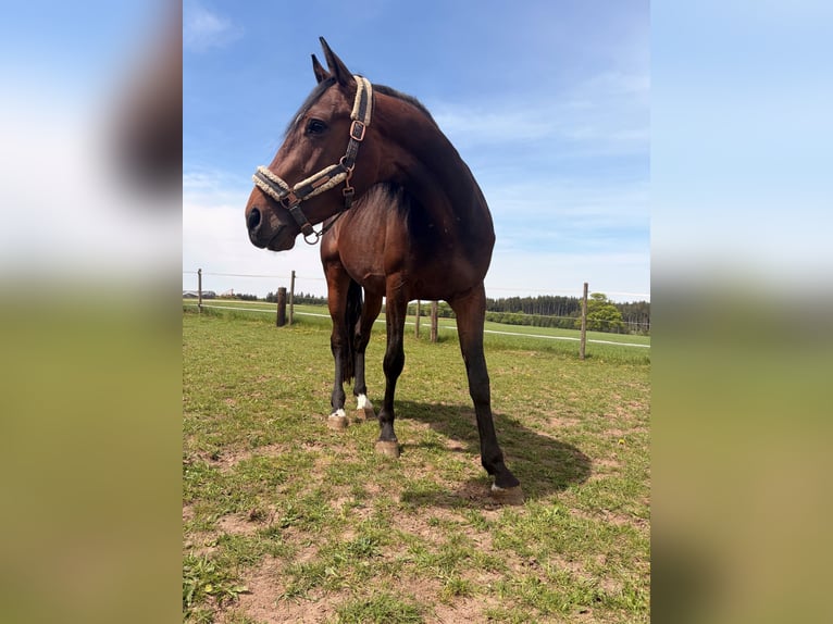 Niemiecki koń sportowy Ogier 4 lat 164 cm Gniada in Ellwangen (Jagst)