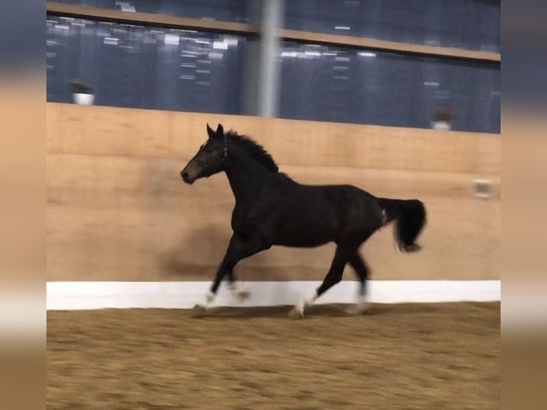 Niemiecki koń sportowy Ogier 4 lat 168 cm Gniada in Verl