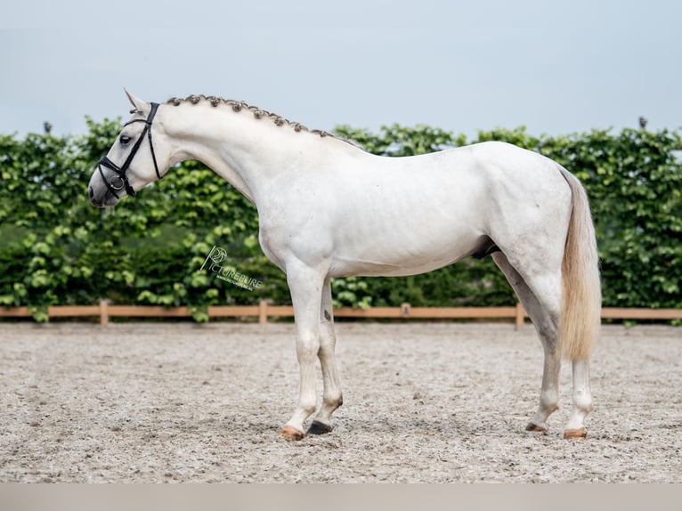 Niemiecki koń sportowy Ogier 4 lat 169 cm Siwa in Goch
