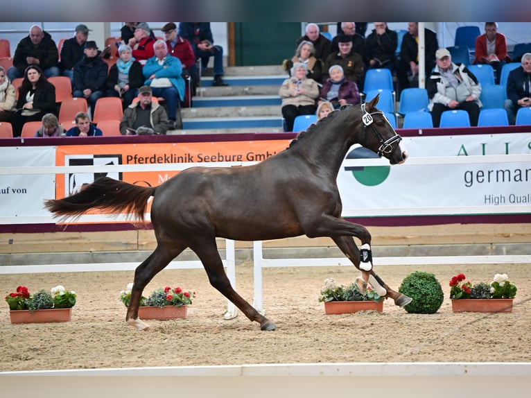 Niemiecki koń sportowy Ogier 4 lat 170 cm Ciemnokasztanowata in Suhlendorf