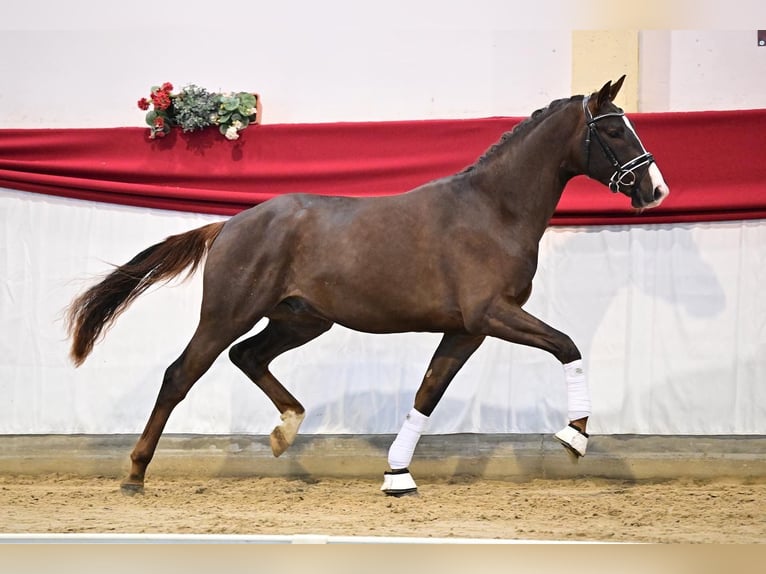 Niemiecki koń sportowy Ogier 4 lat 170 cm Ciemnokasztanowata in Suhlendorf
