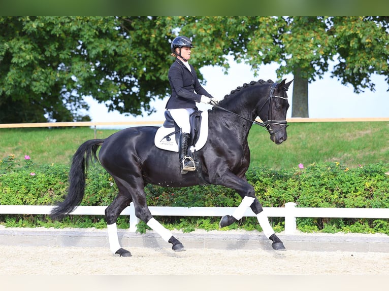 Niemiecki koń sportowy Ogier 4 lat 170 cm Kara in Gomadingen