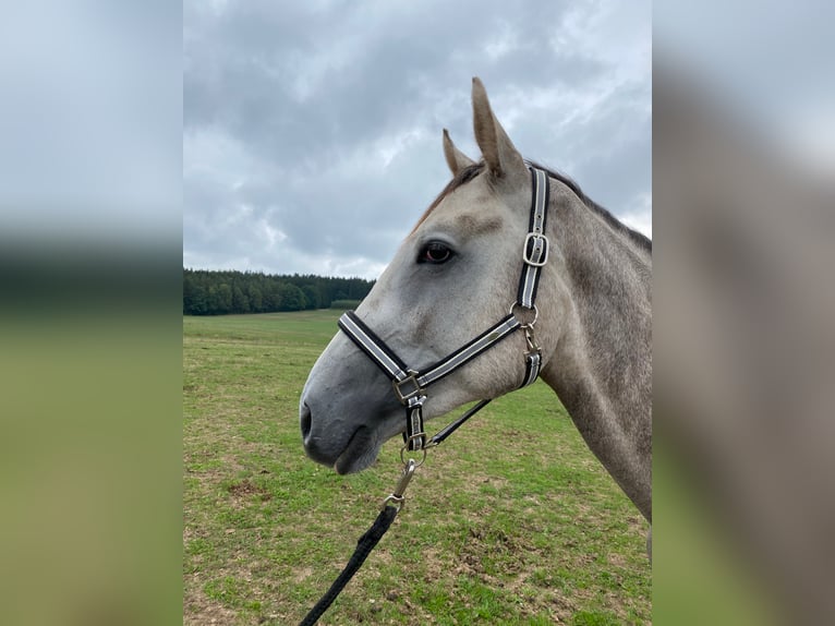 Niemiecki koń sportowy Ogier 4 lat 170 cm Siwa in Schopfloch