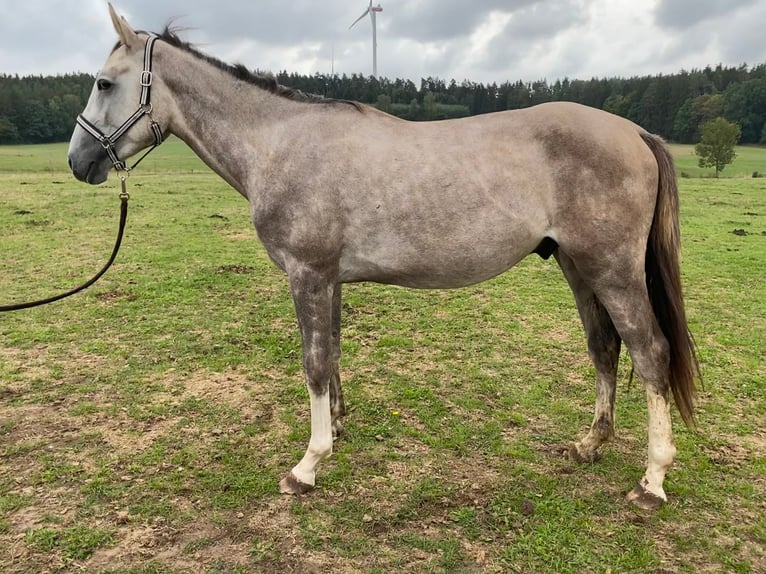 Niemiecki koń sportowy Ogier 4 lat 170 cm Siwa in Schopfloch