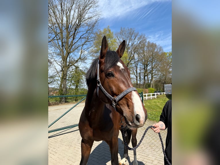 Niemiecki koń sportowy Ogier 4 lat 174 cm Gniada in Ibbenbüren