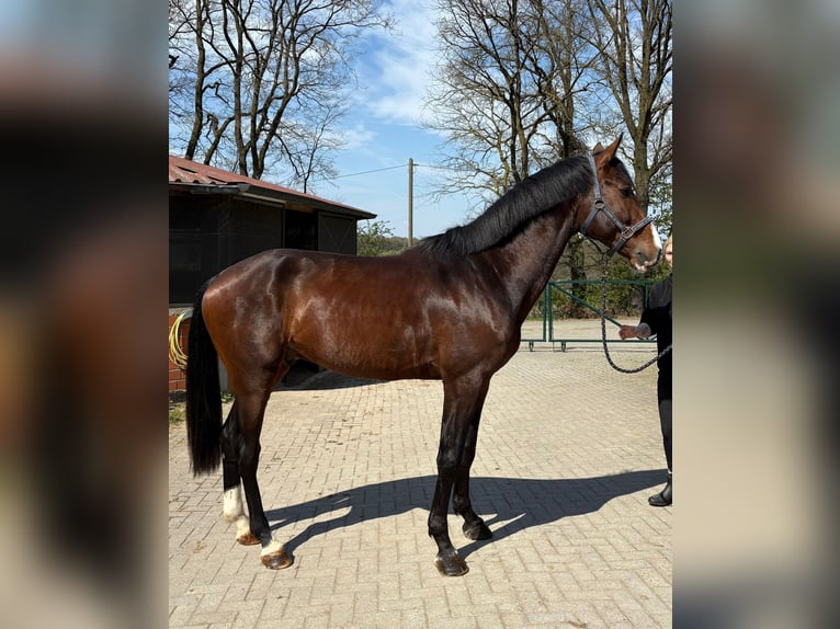 Niemiecki koń sportowy Ogier 4 lat 174 cm Gniada in Ibbenbüren