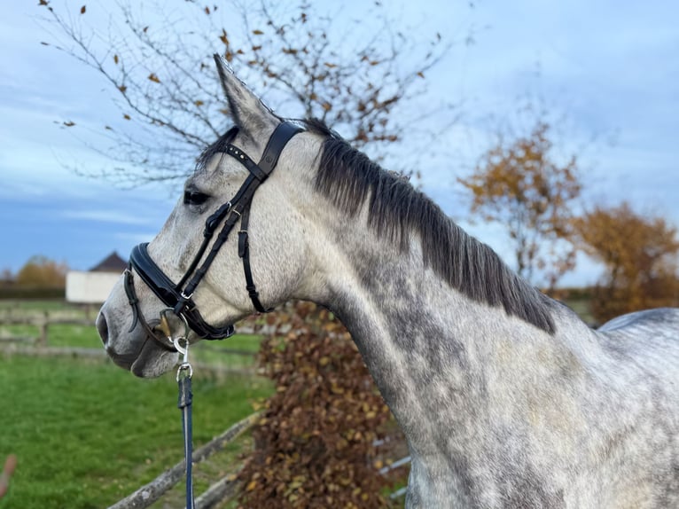 Niemiecki koń sportowy Ogier 5 lat 168 cm Siwa in Grevenbroich