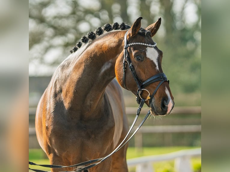 Niemiecki koń sportowy Ogier 6 lat 175 cm Gniada in Münster-Handorf