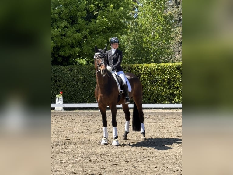Niemiecki koń sportowy Ogier 6 lat 175 cm Gniada in Wietze