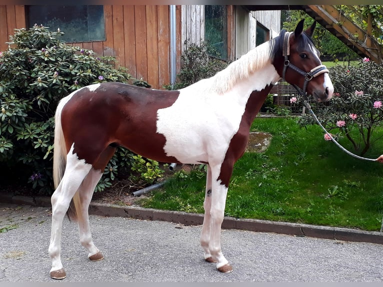 Niemiecki koń sportowy Ogier 7 lat 165 cm Srokata in Mücheln (Geiseltal)