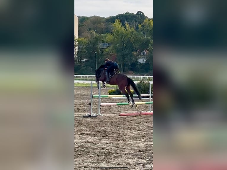 Niemiecki koń sportowy Ogier 9 lat 165 cm Gniada in Belgrade