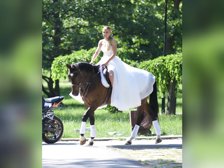 Niemiecki koń sportowy Ogier 9 lat 165 cm Gniada in Belgrade