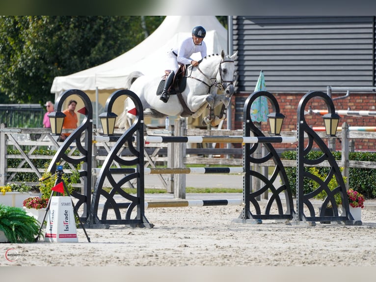 Niemiecki koń sportowy Ogier 9 lat 168 cm Siwa in Thessaloniki