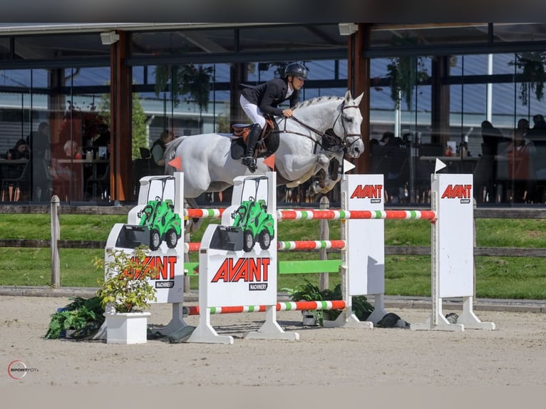 Niemiecki koń sportowy Ogier 9 lat 168 cm Siwa in Thessaloniki