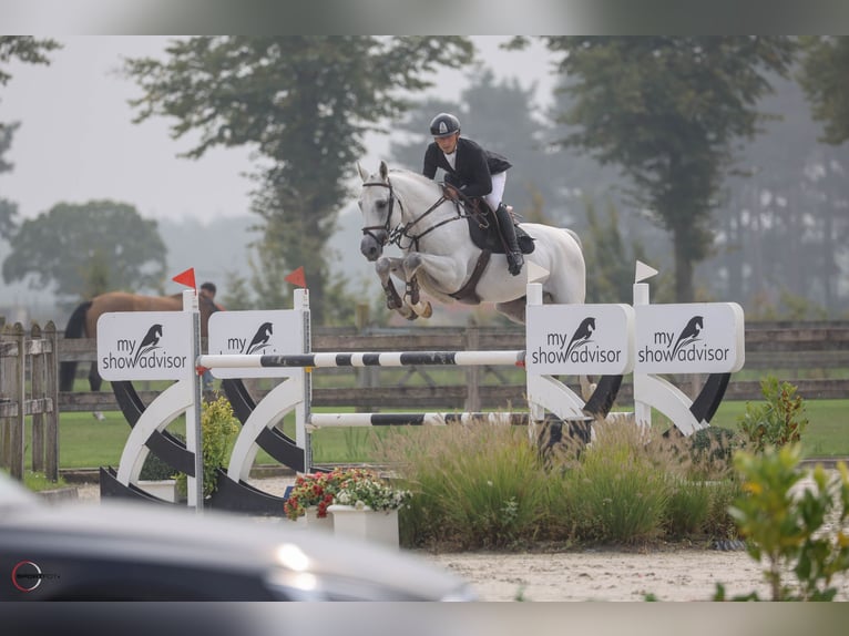 Niemiecki koń sportowy Ogier 9 lat 168 cm Siwa in Thessaloniki