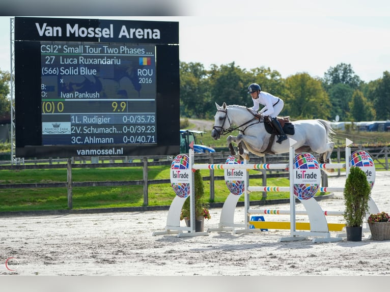 Niemiecki koń sportowy Ogier 9 lat 168 cm Siwa in Thessaloniki