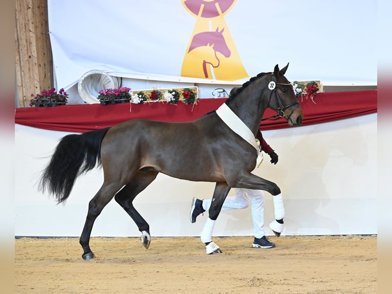 Niemiecki koń sportowy Ogier Gniada in Riedstadt