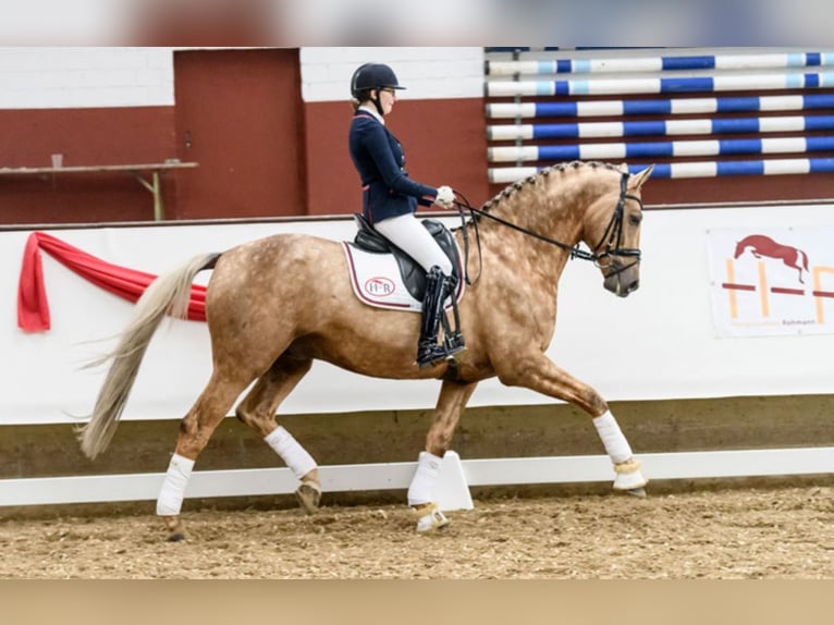 Niemiecki koń sportowy Ogier Izabelowata in Marl