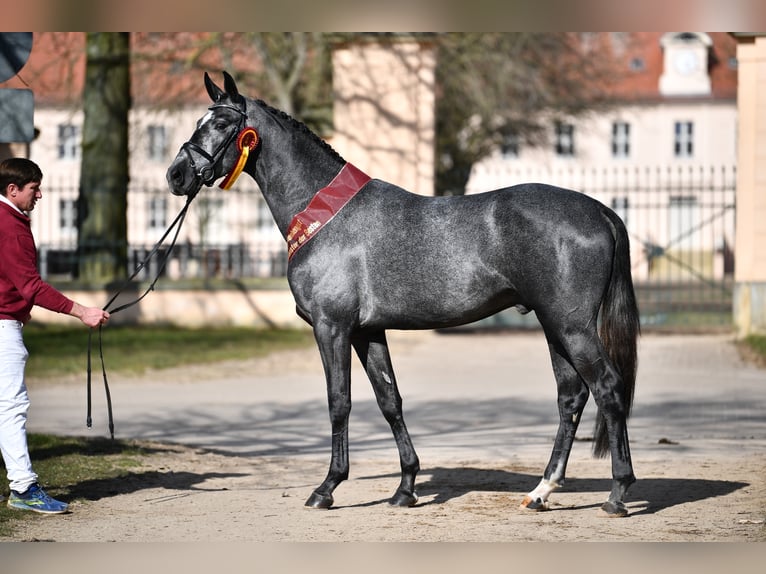 Niemiecki koń sportowy Ogier Siwa in Adelheidsdorf