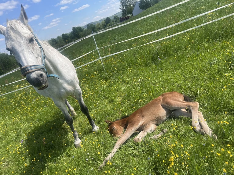 Niemiecki koń sportowy Ogier  110 cm Gniada in Erkenbrechtsweiler