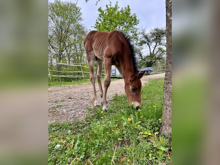 Niemiecki koń sportowy Ogier  110 cm Gniada in Erkenbrechtsweiler