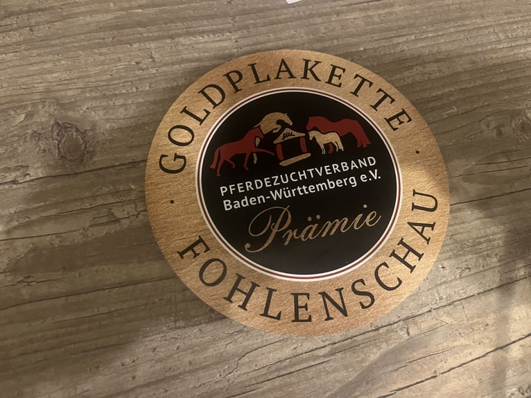 Niemiecki koń sportowy Ogier  125 cm Gniada in Erkenbrechtsweiler