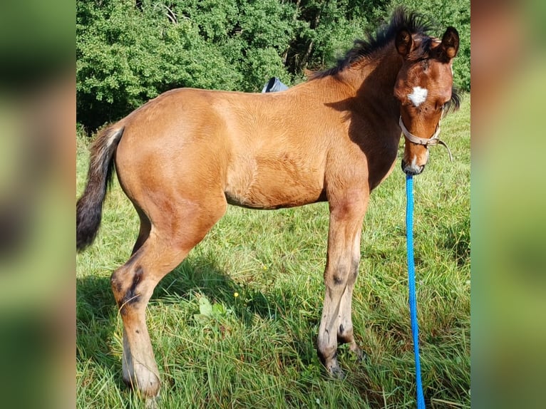 Niemiecki koń sportowy Ogier Źrebak (06/2025) 130 cm Gniada in Bottenbach