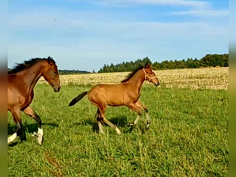 Niemiecki koń sportowy Ogier Źrebak (06/2025) 130 cm Gniada in Bottenbach