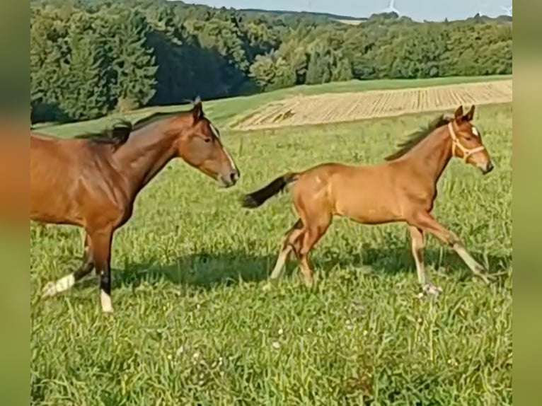 Niemiecki koń sportowy Ogier Źrebak (06/2025) 130 cm Gniada in Bottenbach