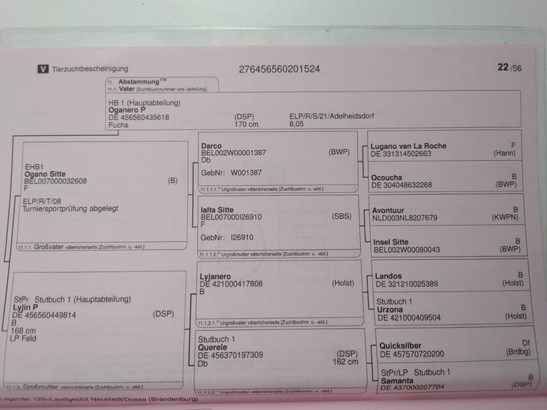 Niemiecki koń sportowy Ogier Źrebak (04/2024) 135 cm Gniada in Steinrode