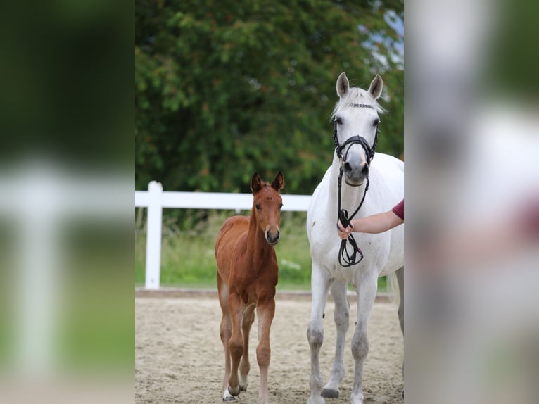 Niemiecki koń sportowy Ogier Źrebak (04/2026) 165 cm Ciemnogniada in Geroldsgrün