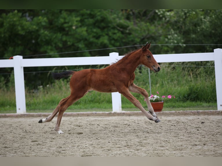 Niemiecki koń sportowy Ogier Źrebak (04/2026) 165 cm Ciemnogniada in Geroldsgrün