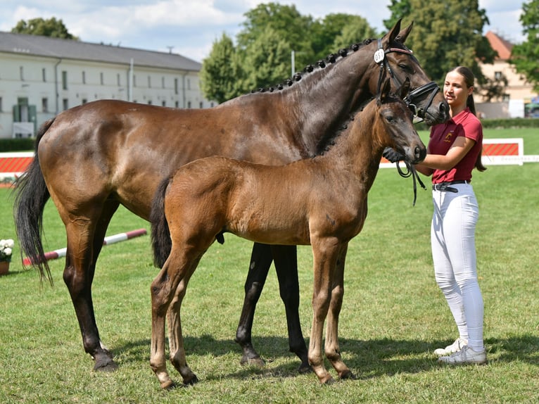Niemiecki koń sportowy Ogier Źrebak (05/2025) 168 cm Ciemnogniada in Gadow
