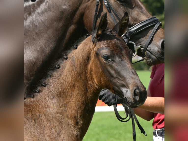 Niemiecki koń sportowy Ogier Źrebak (05/2025) 168 cm Ciemnogniada in Gadow