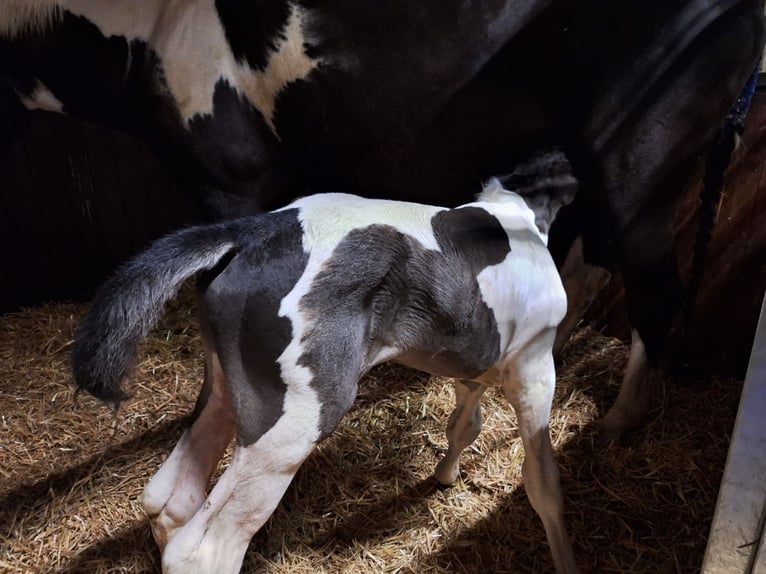 Niemiecki koń sportowy Ogier Źrebak (06/2024) 168 cm Srokata in Kirchdorf