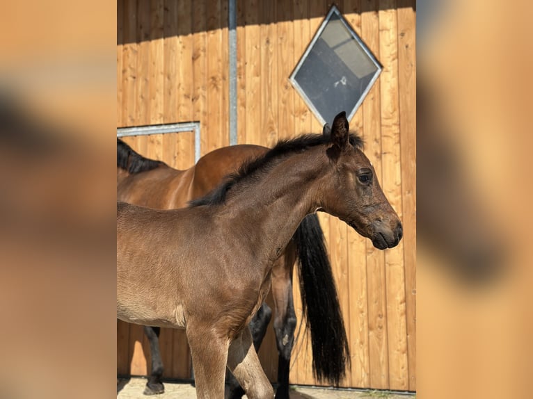 Niemiecki koń sportowy Ogier Źrebak (06/2025) 169 cm Ciemnogniada in Hallbergmoos