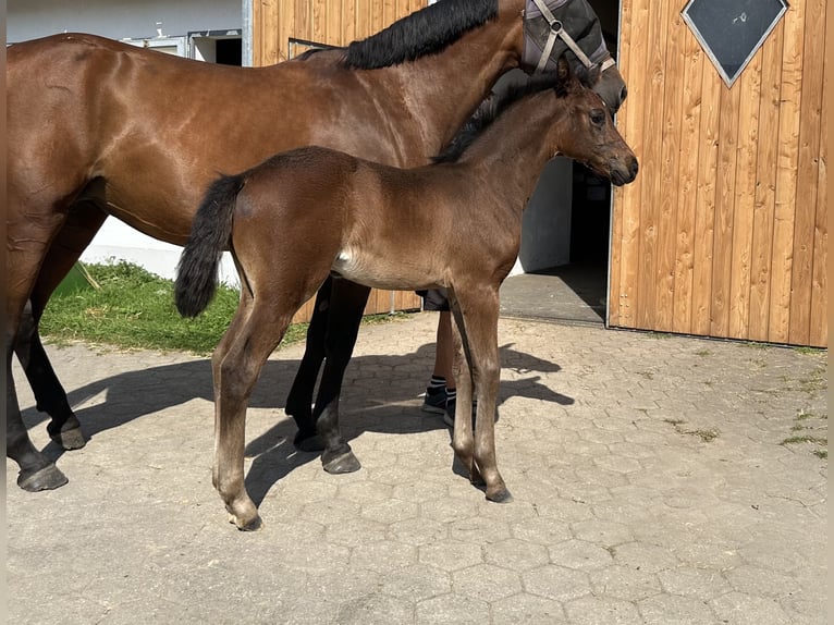 Niemiecki koń sportowy Ogier Źrebak (06/2025) 169 cm Ciemnogniada in Hallbergmoos