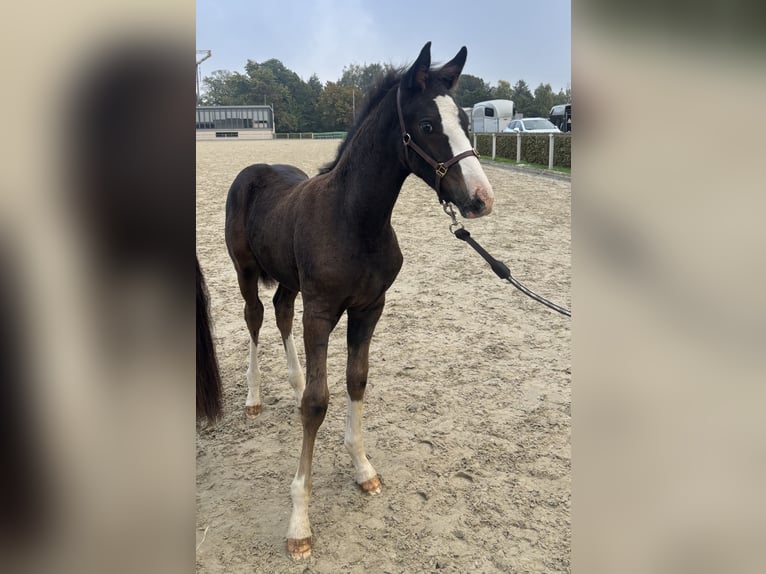 Niemiecki koń sportowy Ogier Źrebak (07/2025) 169 cm Skarogniada in Neuseu&#xDF;litz