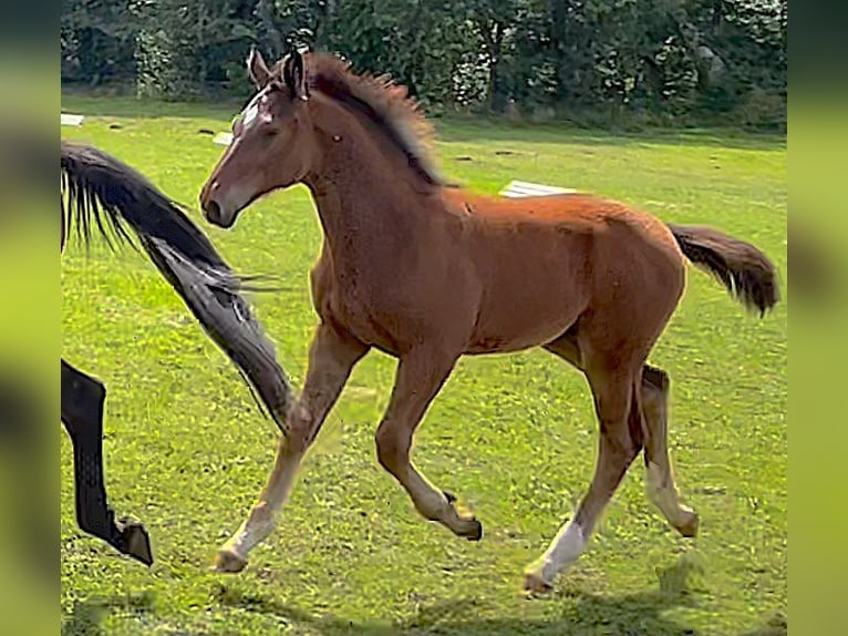 Niemiecki koń sportowy Ogier Źrebak (03/2024) 170 cm Gniada in Mahlow