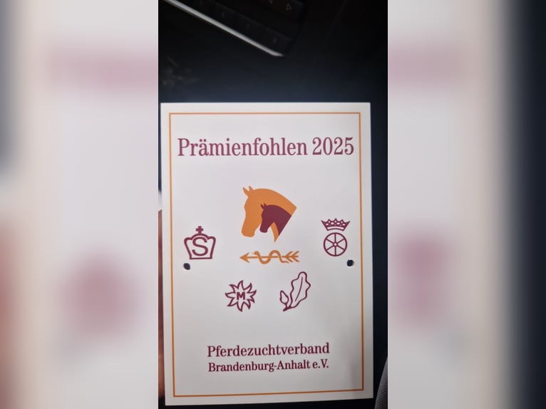 Niemiecki koń sportowy Ogier Źrebak (01/2025) 170 cm Gniada in Kremmen
