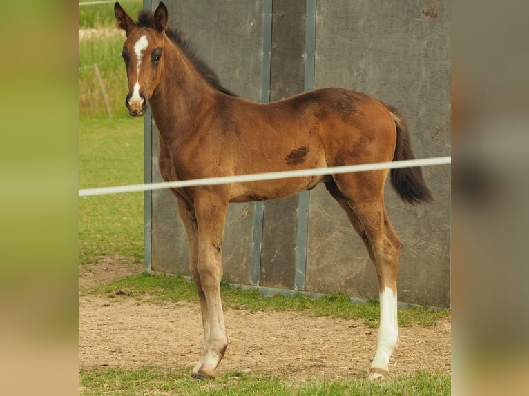 Niemiecki koń sportowy Ogier Źrebak (05/2026) 170 cm Gniada in Langenwetzendorf