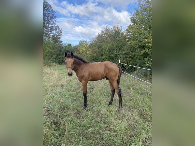 Niemiecki koń sportowy Ogier Źrebak (05/2024) 170 cm Jelenia in Erfurt