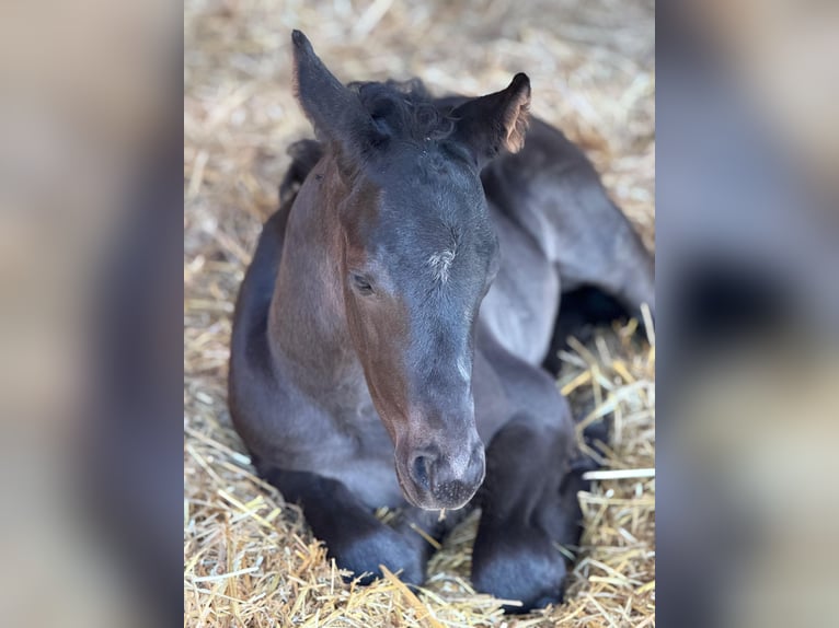 Niemiecki koń sportowy Ogier  170 cm Kara in Querfurt