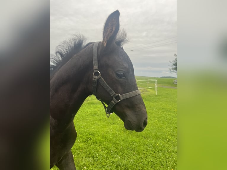 Niemiecki koń sportowy Ogier Źrebak (05/2024) 170 cm Kara in Halblech