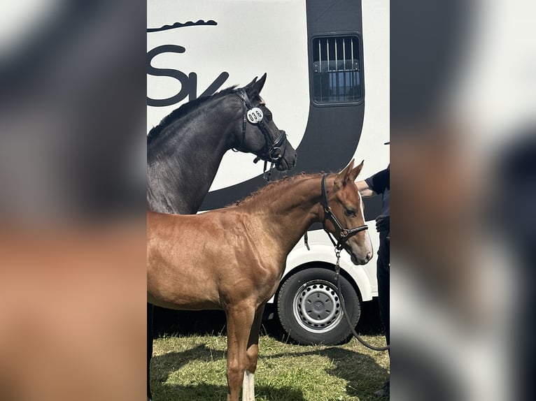 Niemiecki koń sportowy Ogier Źrebak (04/2026) 170 cm Kasztanowata in Sachsen