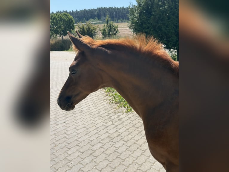 Niemiecki koń sportowy Ogier Źrebak (04/2026) 170 cm Kasztanowata in Sachsen